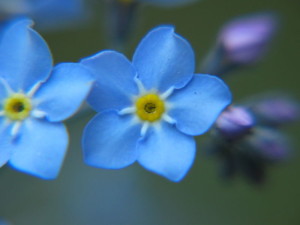 800px-Forget-me-not_closeup_2005_01